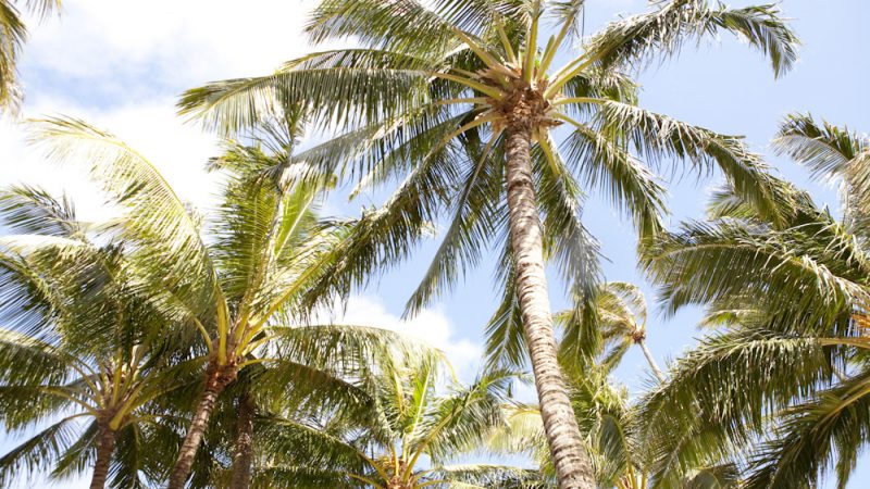 海岸沿いの景色が最高!レンタカーでめぐる、オアフ島南東部〜カイルアタウン