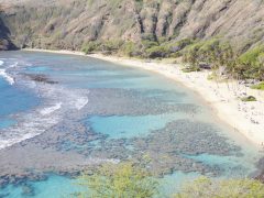 ワイキキトロリーブルーラインでオアフの西海岸をドライブしよう