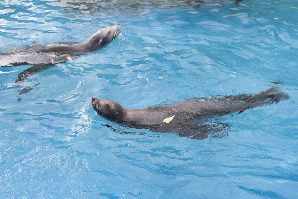 シーライフ・パーク／Sea Life Park