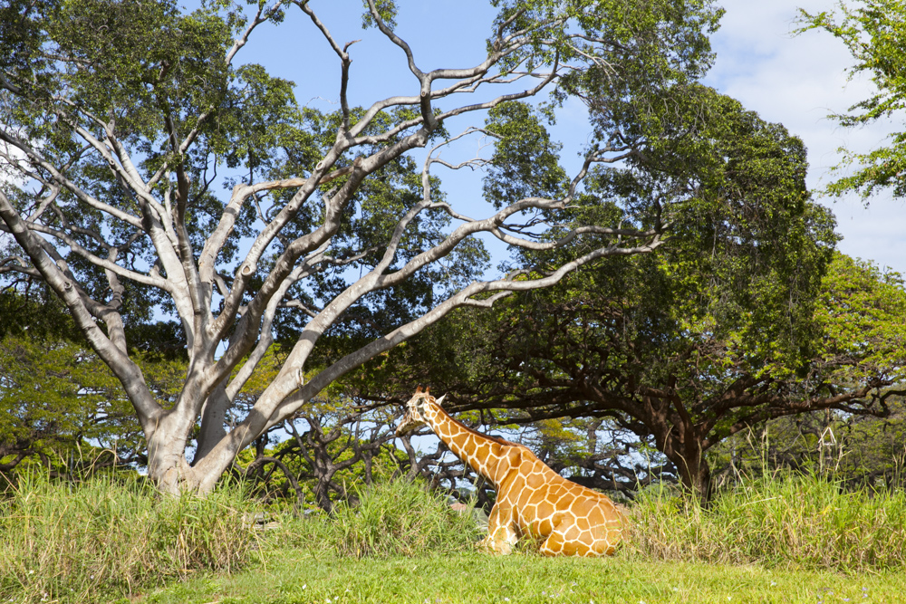 ホノルル動物園／Honolulu Zoo