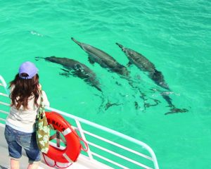 イルカに会える！泳げる！人気ドルフィンプログラム