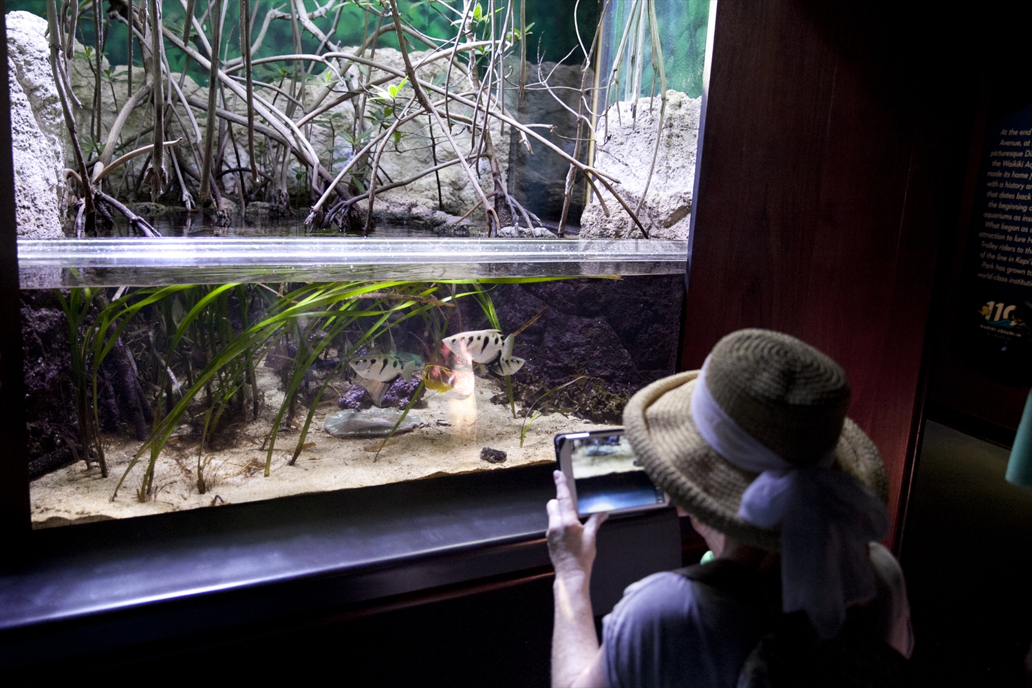 ワイキキ水族館／Waikiki Aquarium