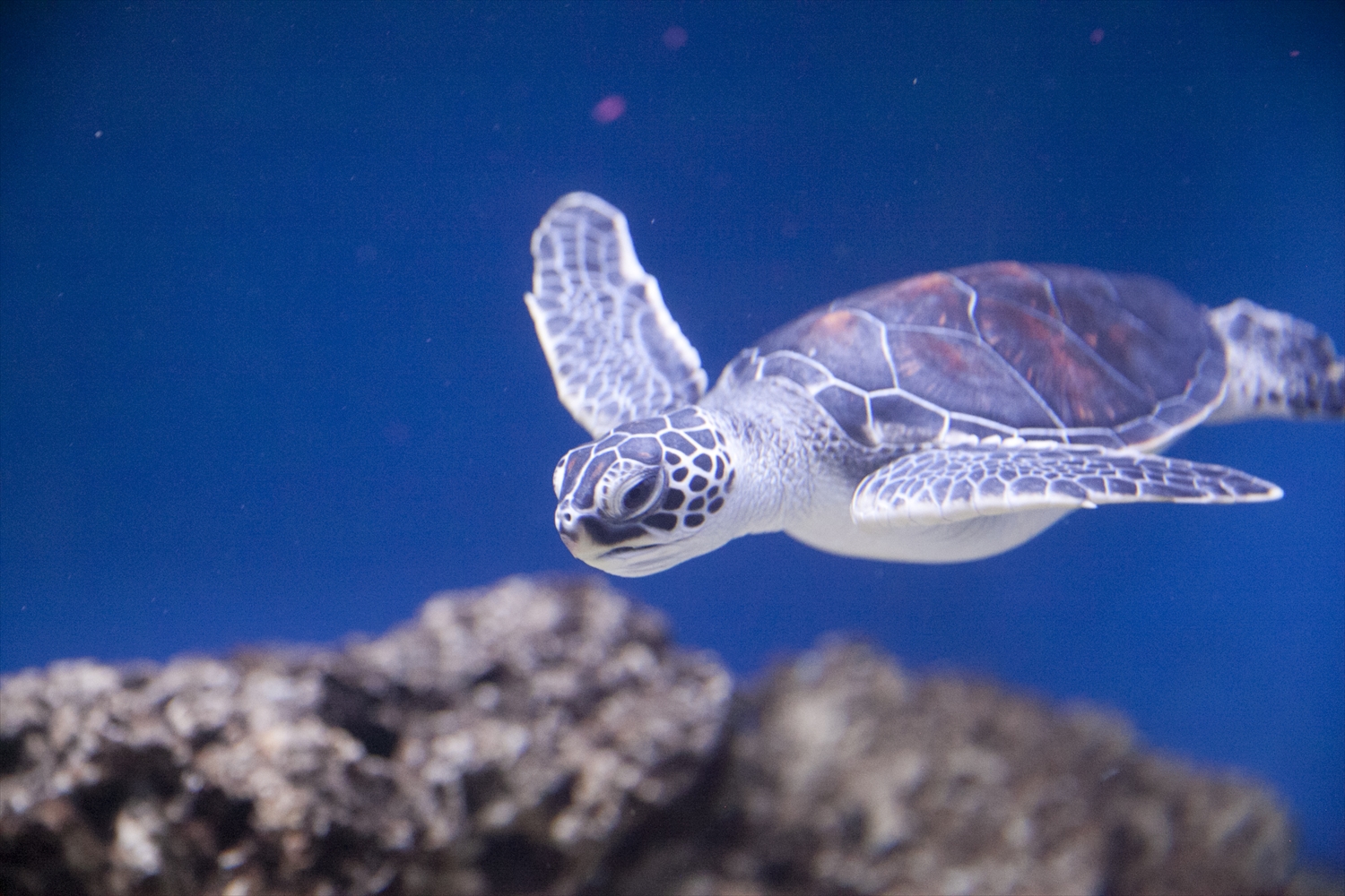 ワイキキ水族館／Waikiki Aquarium