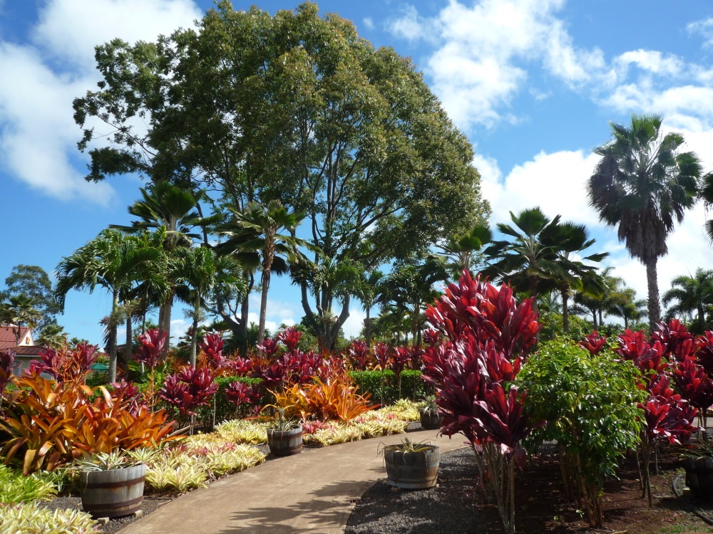 ドール・プランテーション／Dole Plantation