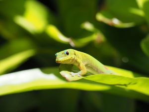 会えると願い事が叶うトカゲ / HAWAII /MO’O