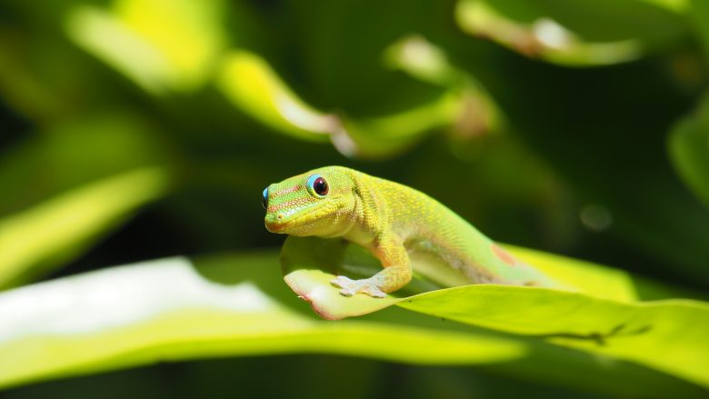 会えると願い事が叶うトカゲ Hawaii Mo O ハワイの最新情報をお届け Lanilani