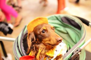 愛犬と一緒にハワイに行きたい！