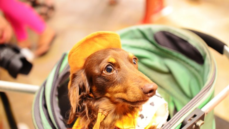 愛犬と一緒にハワイに行きたい！