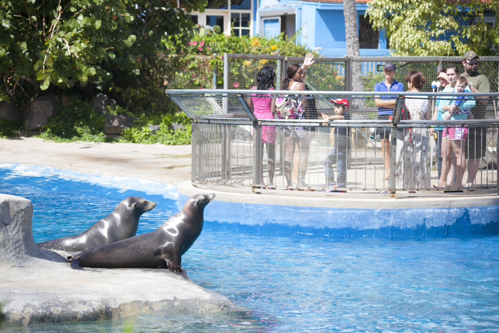 シーライフパーク･ハワイ/Sea Life Park Hawaii