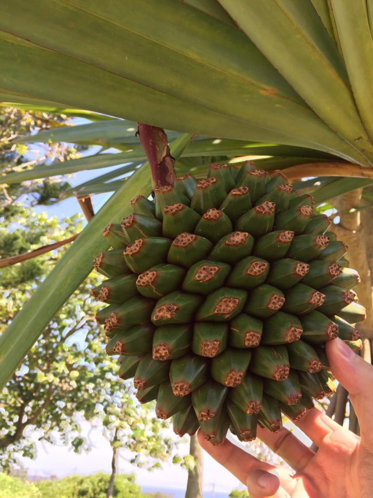 フラダンサーお気に入り！ハワイの伝統工芸品「Lauhala（ラウハラ