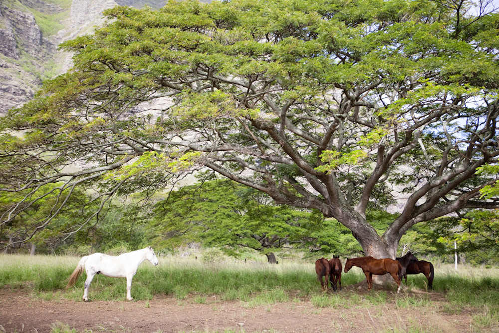 クアロア・ランチ／Kualoa Ranch