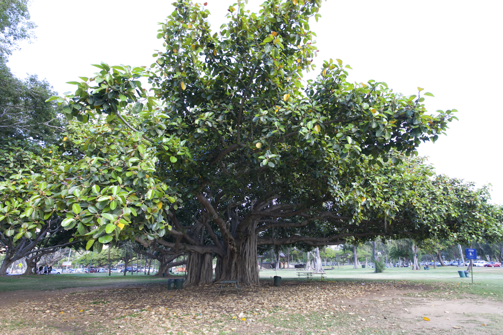 カピオラニ公園／Kapiolani Park