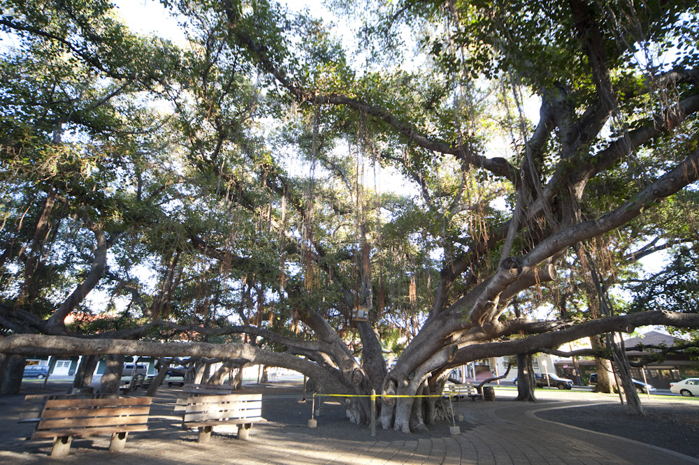 ラハイナ・バニアンツリーとラハイナ・バニアンコート／Lahaina Banyan Tree & Lahaina Banyan Court