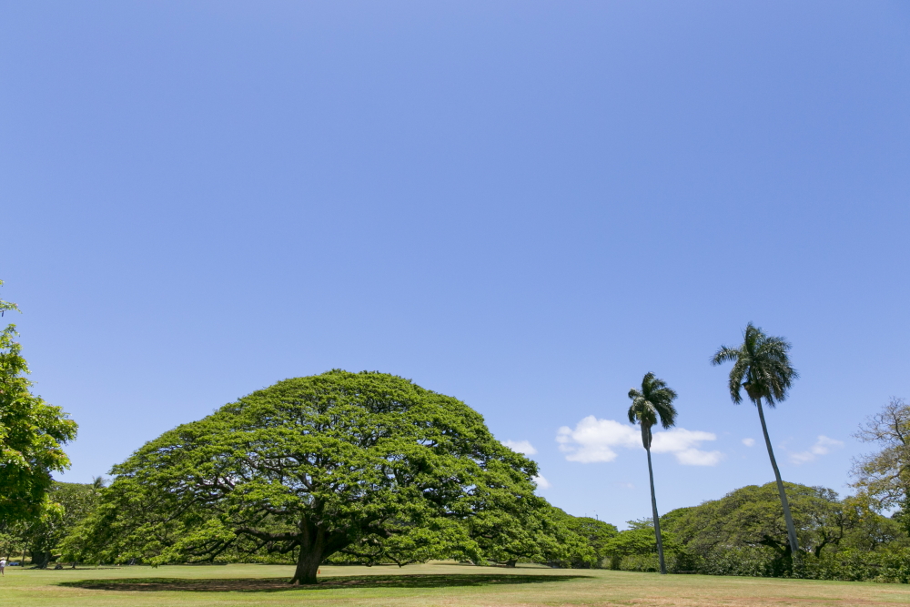 モアナルア・ガーデン・パーク／Moanalua Garden Park