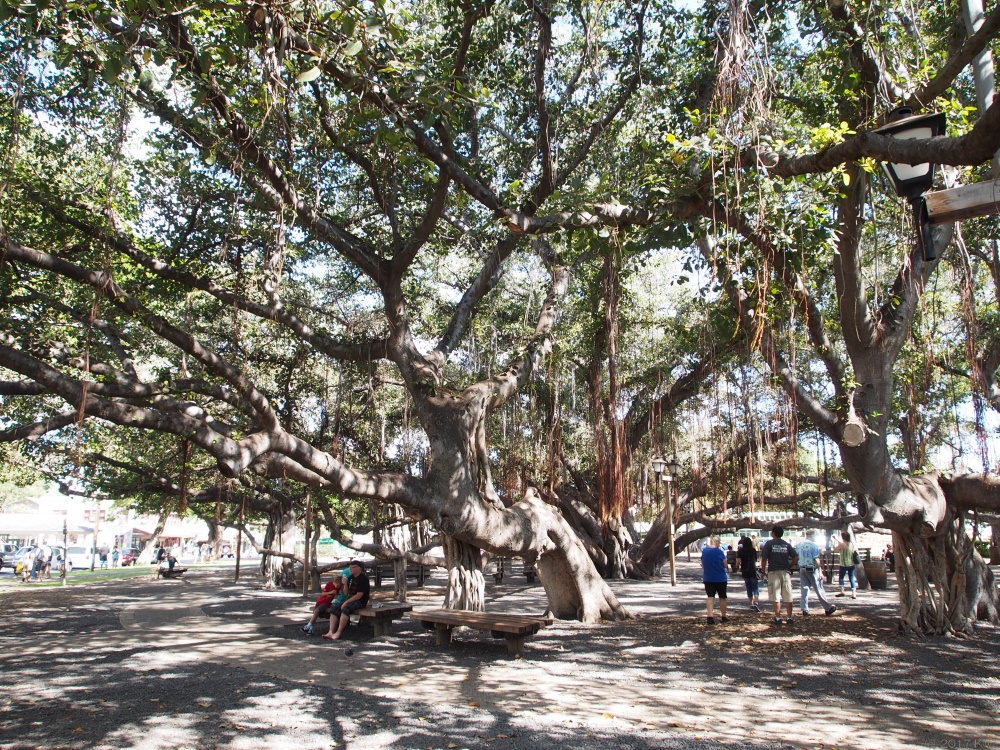 ラハイナ・バニアンツリーとラハイナ・バニアンコート／Lahaina Banyan Tree & Lahaina Banyan Court