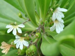 「ナウパカ」女神ペレの嫉妬で引き裂かれた男女の魂が宿る花