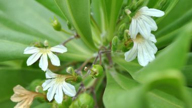 「ナウパカ」女神ペレの嫉妬で引き裂かれた男女の魂が宿る花