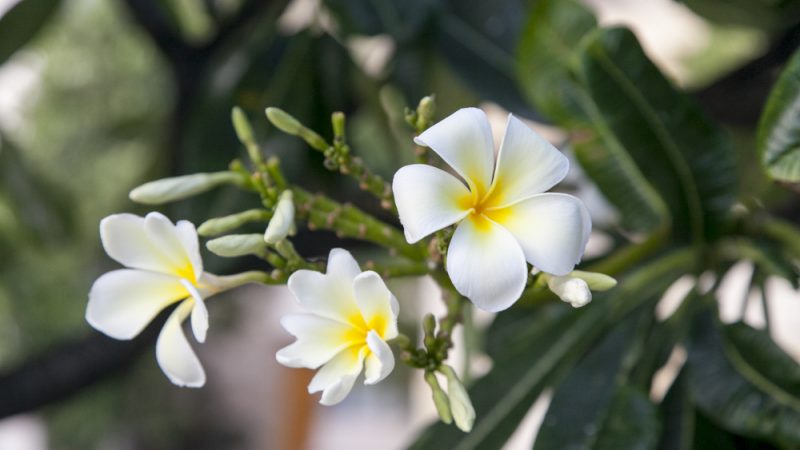 ストーリーを語りたくなる逸品「ハワイの伝統工芸」を身に付けよう