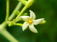 踏み出せない女性を後押し！幸福の扉を開くハワイの「パパイヤ」のお花