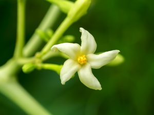 踏み出せない女性を後押し！幸福の扉を開くハワイの「パパイヤ」のお花