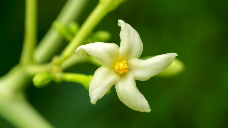 踏み出せない女性を後押し 幸福の扉を開くハワイの パパイヤ のお花 ハワイの最新情報をお届け Lanilani