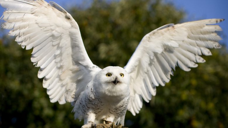 ハリーポッターに出てきたフクロウも！ハワイアンの守護神アウマクア