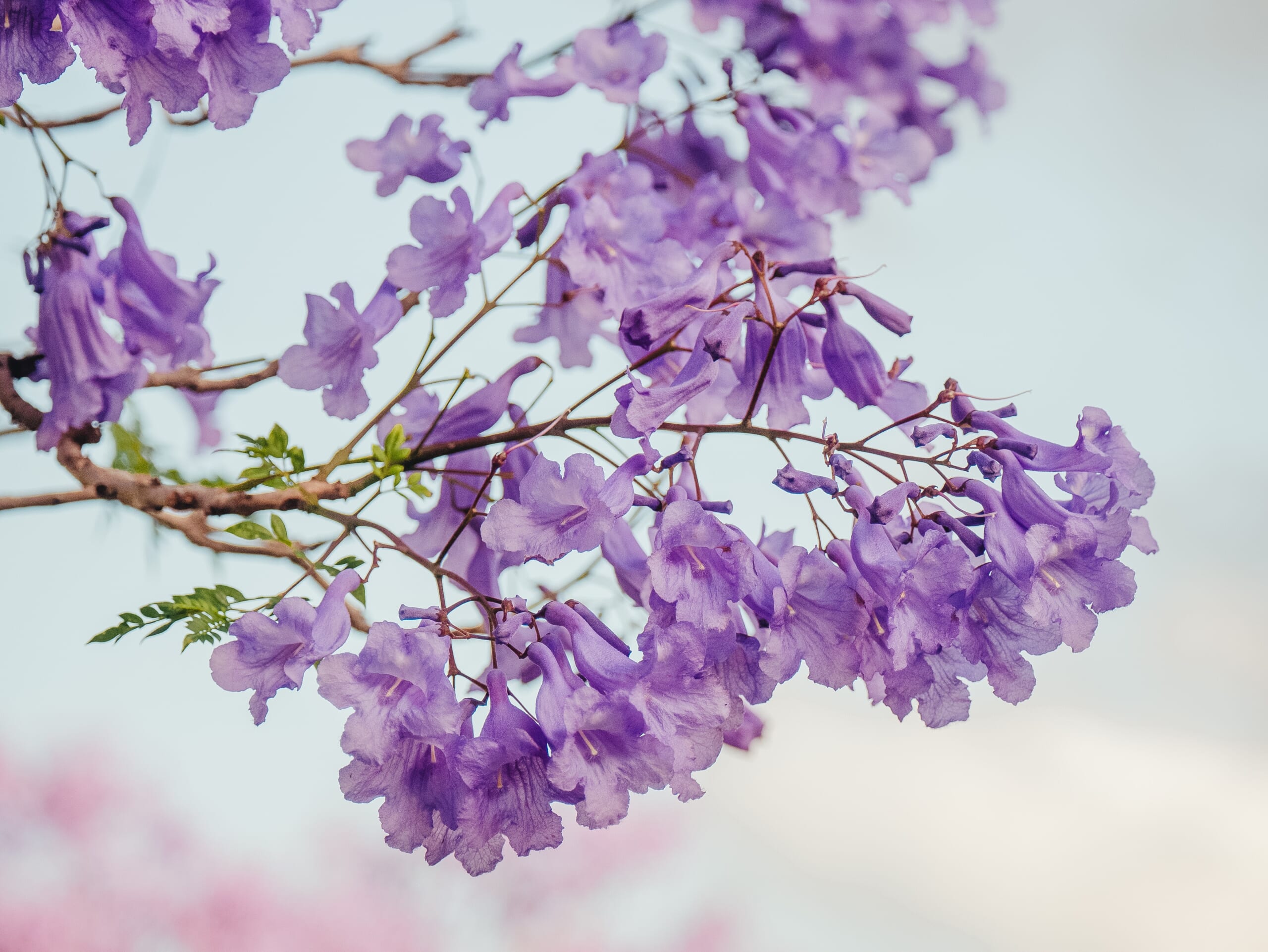 神秘的な美しさ ハワイにある 紫の桜 の異名持つジャカランダ ハワイの最新情報をお届け Lanilani