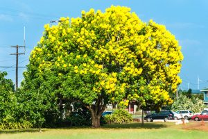 恋もお金も呼び込んじゃう「黄金樹（ゴールドツリー）」のお花