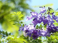 神秘的な美しさ！ハワイにある「紫の桜」の異名持つジャカランダ