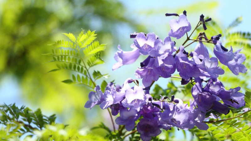 神秘的な美しさ！ハワイにある「紫の桜」の異名持つジャカランダ