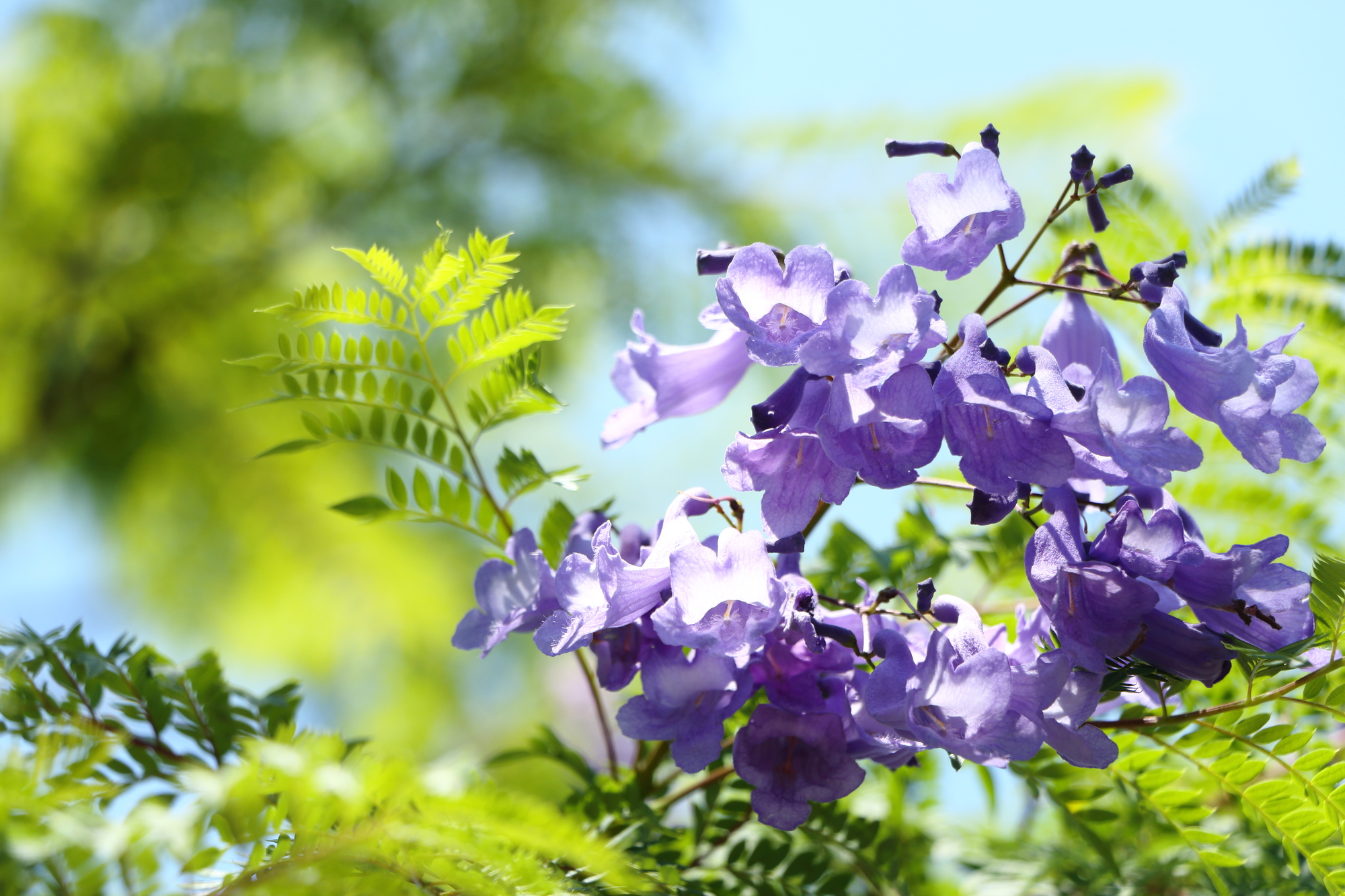 神秘的な美しさ ハワイにある 紫の桜 の異名持つジャカランダ ハワイの最新情報をお届け Lanilani