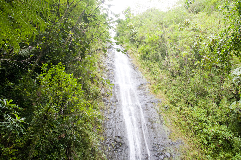 マノア・フォールズ・トレイル／Manoa Falls Trail