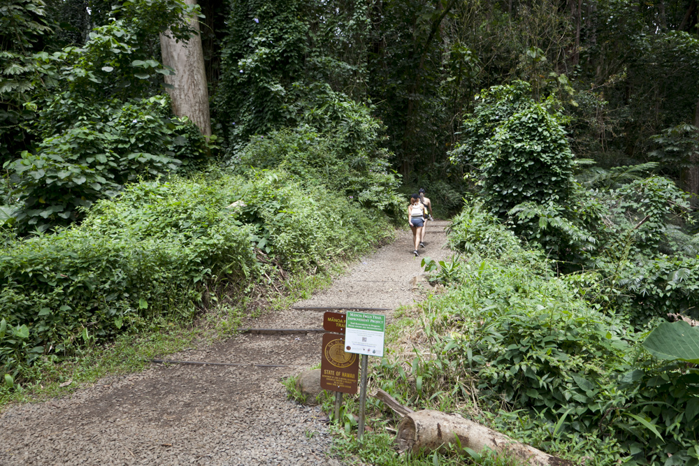 マノア・フォールズ・トレイル／Manoa Falls Trail