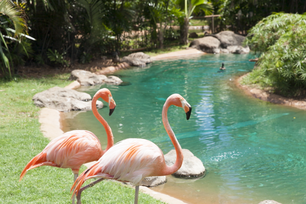 ホノルル動物園／Honolulu Zoo