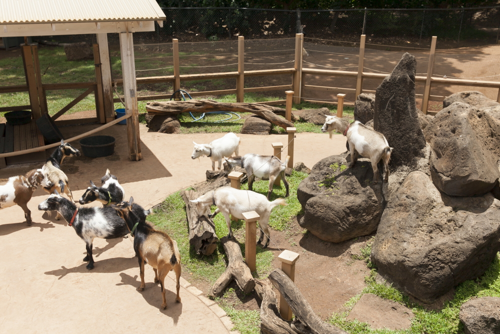 ホノルル動物園／Honolulu Zoo