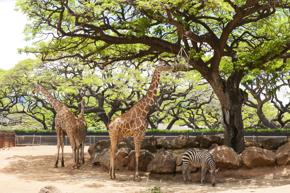 ホノルル動物園／Honolulu Zoo