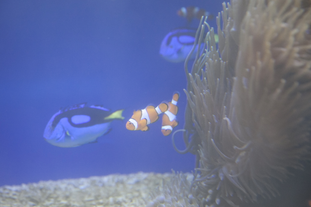 ワイキキ水族館／Waikiki Aquarium