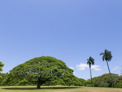 歴史上のできごとを知るとより楽しめる「オアフの聖地」