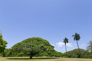モアナルア・ガーデン／Moanalua Gardens