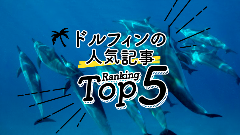 ハワイの「ドルフィン」人気ランキングTOP5