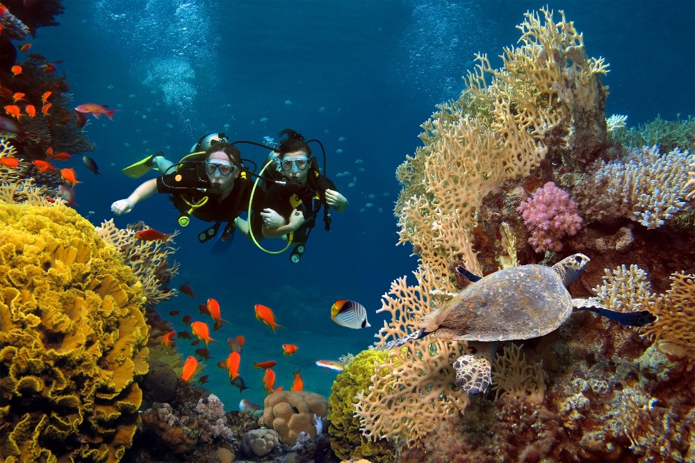今年は「国際サンゴ礁年」ハワイのサンゴを守るために旅行者に
