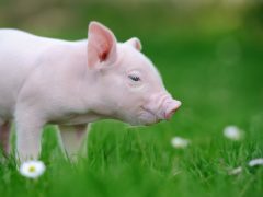 イケメンで女性好きな豚神？ハワイの半神半人のカマプアア