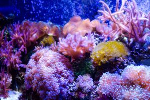 今年は「国際サンゴ礁年」ハワイのサンゴを守るために旅行者にできることは?