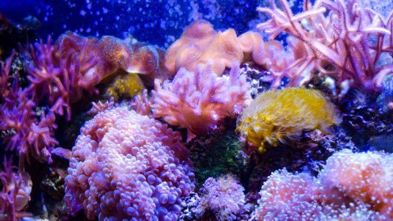 今年は「国際サンゴ礁年」ハワイのサンゴを守るために旅行者にできることは?