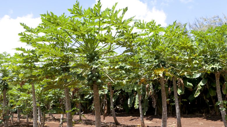 カフク・ファーム／Kahuku farms