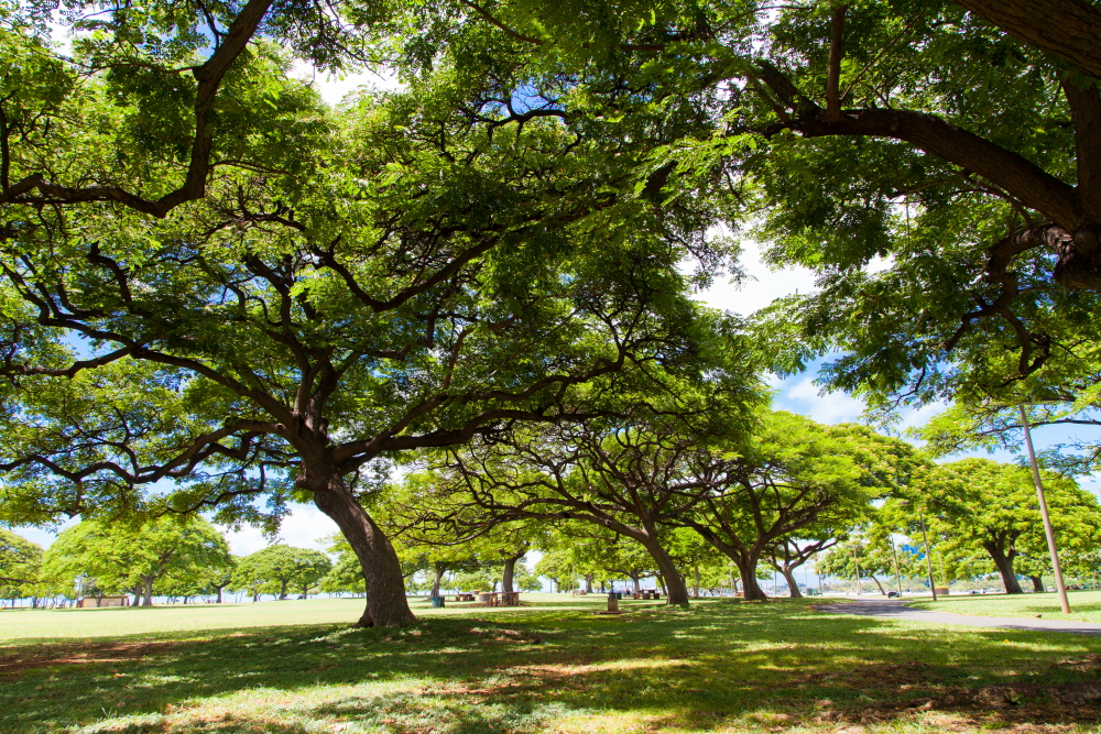 アラモアナ・ビーチ・パーク／Ala Moana Beach Park