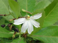 【ハワイの伝説】半円形の花に隠されたナウパカの悲恋