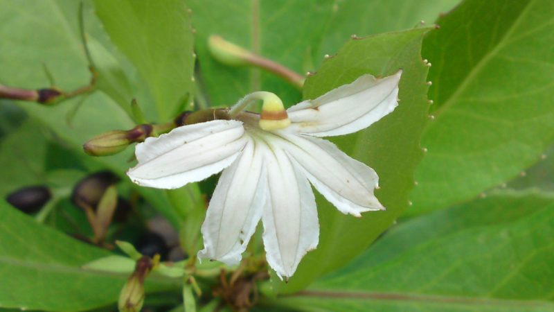 【ハワイの伝説】半円形の花に隠されたナウパカの悲恋