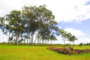 ハワイの歴史とグルメの街ワヒアワのおすすめスポット