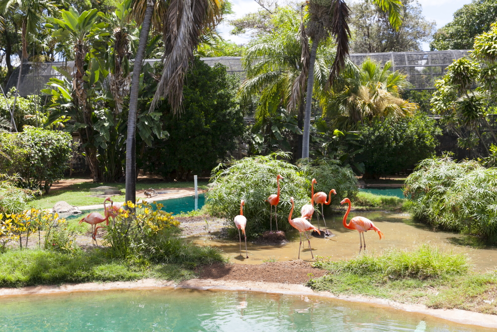 ホノルル動物園／Honolulu Zoo